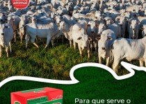 Eleve a Ingestão e Aproveitamento do Capim na Seca