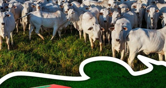 Eleve a Ingestão e Aproveitamento do Capim na Seca