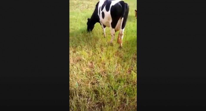 MAMITE BOVINA ou MASTITE: SAIBA COMO Prevenir e Curar COM PRODUTO 100% NATURAL - MAMITE PLUS