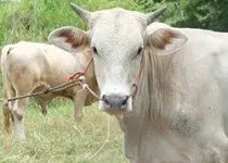 Papilomatose Bovina - quais os tratamentos?