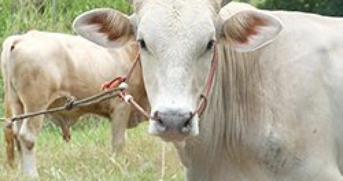 Papilomatose Bovina - quais os tratamentos?