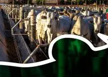 Confinamento: Boi inteiro ou Castrado? Qual a melhor opção?