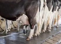 Diferença entre Mastite clínica e subclínica