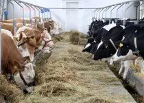 Tipos de Diarreia em Bovinos