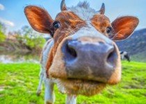 Remédio Homeopático para Verruga de Boi