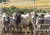 Como acabar com a Figueira em Bovinos?