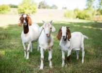 Principais enfermidades de Caprinos e Ovinos