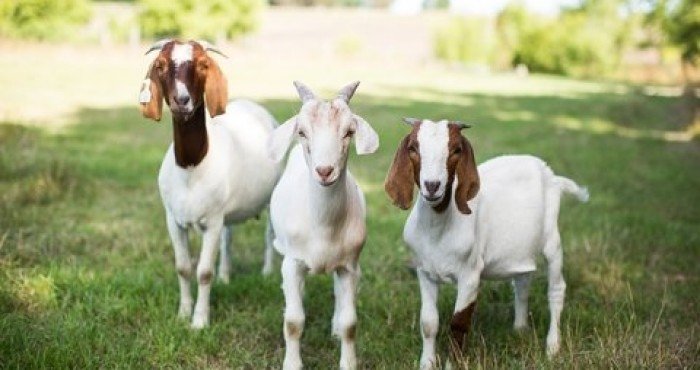 Principais enfermidades de Caprinos e Ovinos