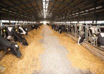 Produtos Homeopáticos para Saúde e Produção Animal