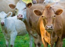 Monta Natural Controlada em Bovinos