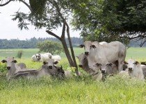 Fotossensibilização em bovinos - Como evitar?