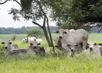 Fotossensibilização em bovinos - Como evitar?