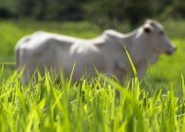 Como eliminar carrapato do gado?