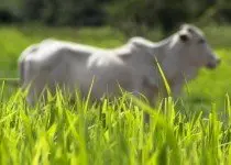 Como eliminar carrapato do gado?