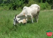 Quais os sintomas da intoxicação bovina?