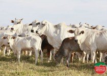 Controle de doenças bovinas com remédios homeopáticos?