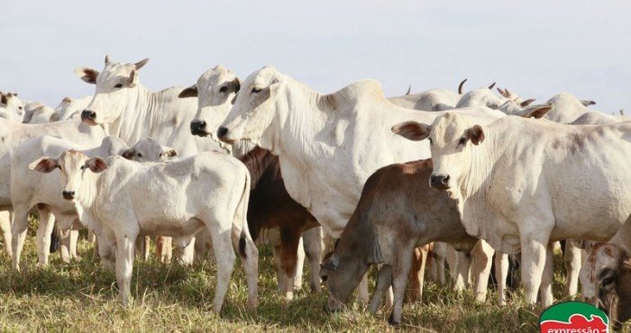 Controle de doenças bovinas com remédios homeopáticos?