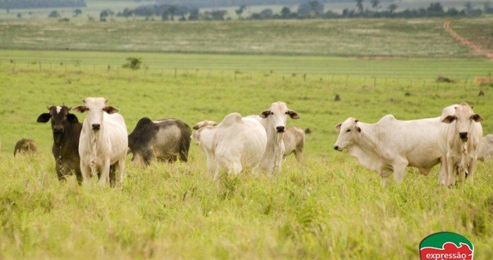 Como engordar gado com mais eficiência e rapidez usando remédios homeopáticos?