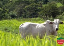 Homeopatia para gado: quais as vantagens?