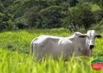 Homeopatia para gado: quais as vantagens?