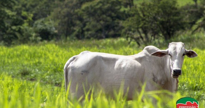 Homeopatia para gado: quais as vantagens?