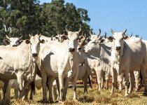 Quais os danos causados pela mosca de chifre e como combatê-los?