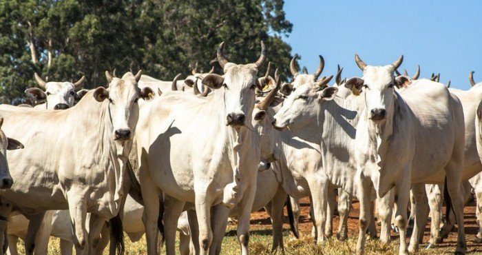 Quais os danos causados pela mosca de chifre e como combatê-los?