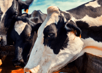 Mastite bovina: o que é e como pode afetar seu rebanho