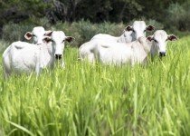Como evitar e tratar a sodomia bovina em rebanhos?