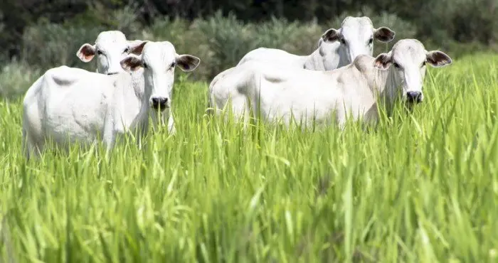 Como evitar e tratar a sodomia bovina em rebanhos?