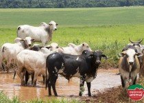 Tratamentos naturais para prevenir e controlar casos de gabarro e outros tipos de problemas de casco