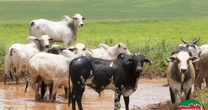 Tratamentos naturais para prevenir e controlar casos de gabarro e outros tipos de problemas de casco