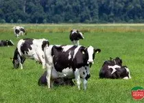 Danos causados por parasitas bovinos e como preveni-los