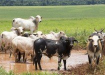 O que é o gabarro e como ele afeta a saúde das vacas?