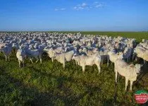 Fertilidade em rebanhos de corte: como elevar?
