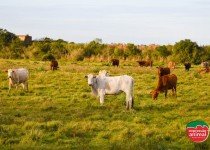 Quais as principais plantas tóxicas para o gado e como tratar a intoxicação