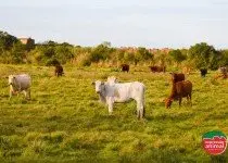 Quais as principais plantas tóxicas para o gado e como tratar a intoxicação