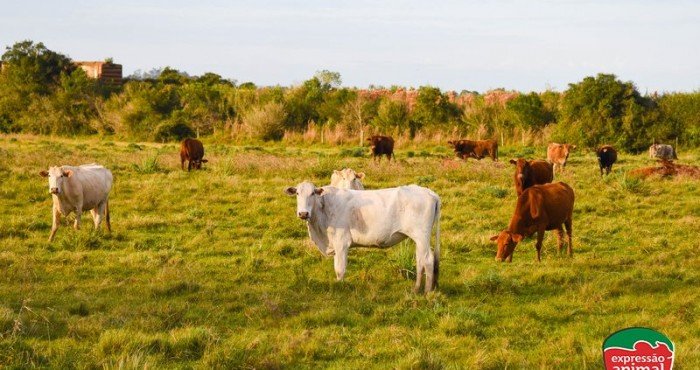 Quais as principais plantas tóxicas para o gado e como tratar a intoxicação