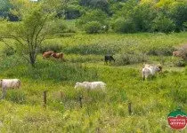 Sintomas de intoxicação bovina: como identificar, tratar e prevenir