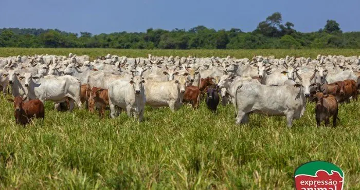 Quais os principais parasitas bovinos e como evitar