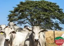 Tratamento da sodomia bovina: como garantir a rentabilidade do seu rebanho