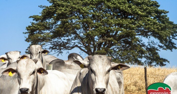 Tratamento da sodomia bovina: como garantir a rentabilidade do seu rebanho