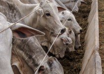 Quais os riscos econômicos da sodomia bovina para criadores de gado