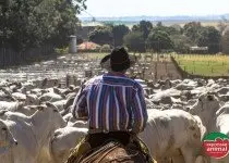 Qual a importância de manter a mosca-de-chifre sob controle para a saúde do gado