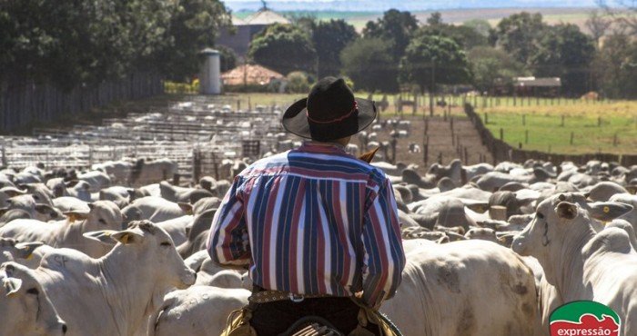 Qual a importância de manter a mosca-de-chifre sob controle para a saúde do gado