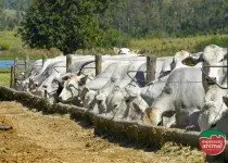 Como aumentar o ganho de peso bovino de forma natural