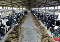 Gabarro: O impacto na produtividade do gado e no rendimento do leite