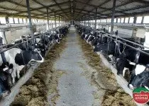 Gabarro: O impacto na produtividade do gado e no rendimento do leite