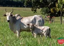 Fertilidade Bovina: como é possível aumentá-la com o uso de remédios homeopáticos
