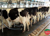 Como realizar um bom programa de controle de mastite bovina